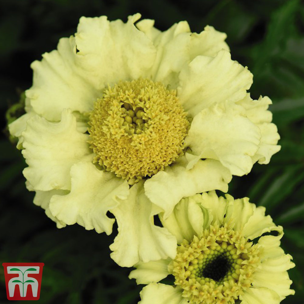 Marigold 'Daisy Wheel Lemon' - Seeds Price Comparisons | Compare The Build