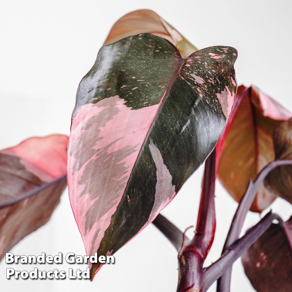 Philodendron erubescens 'Pink Princess' Price Comparisons | Compare The Build