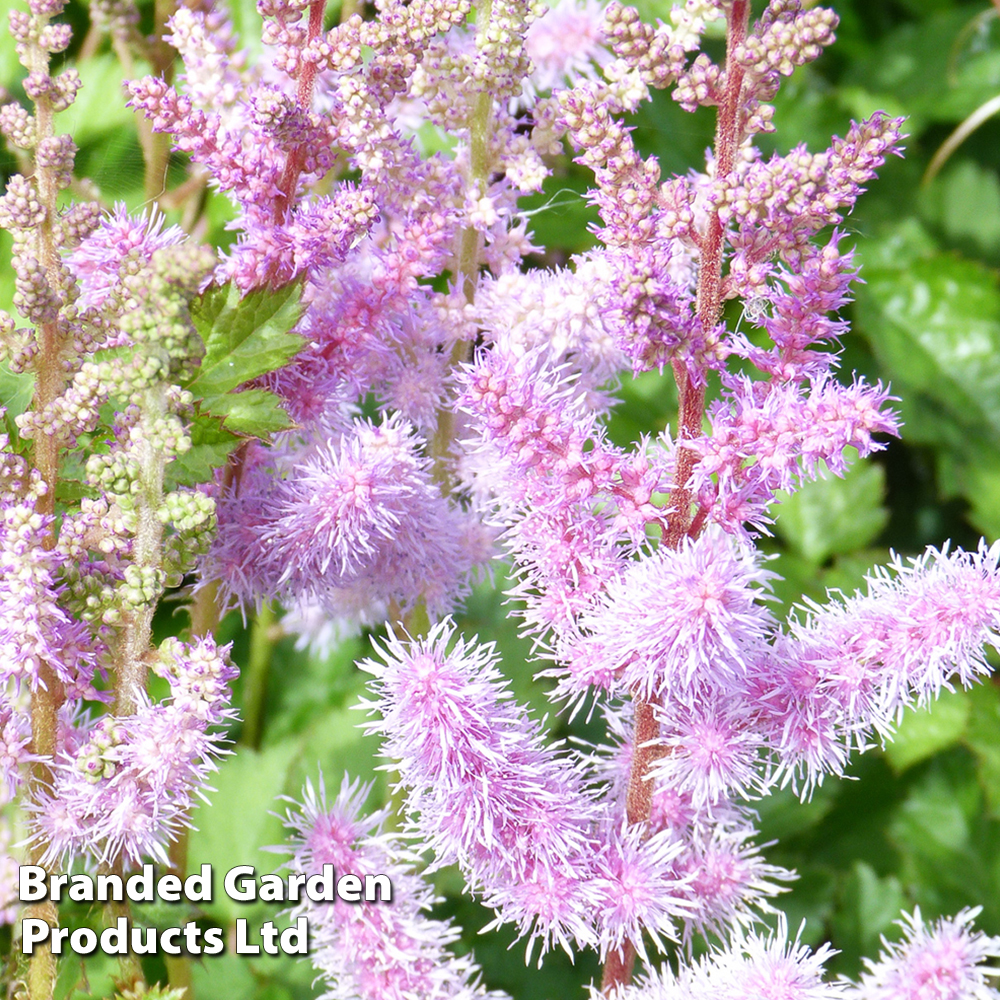 Astilbe chinensis Price Comparisons | Compare The Build