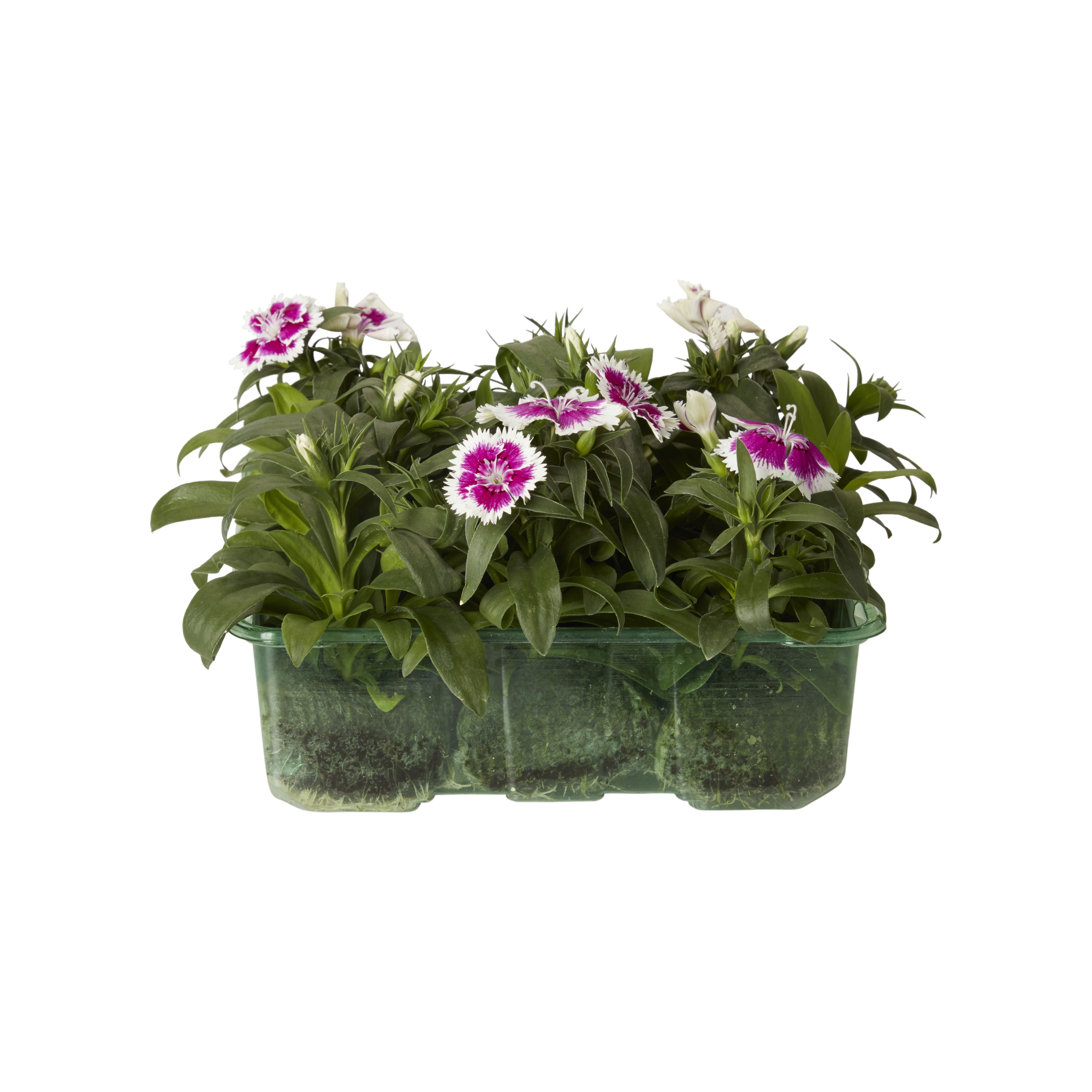 Verve 9 Cell Sweet William Autumn Bedding Plant, Pack Of 4 Price Comparisons | Compare The Build
