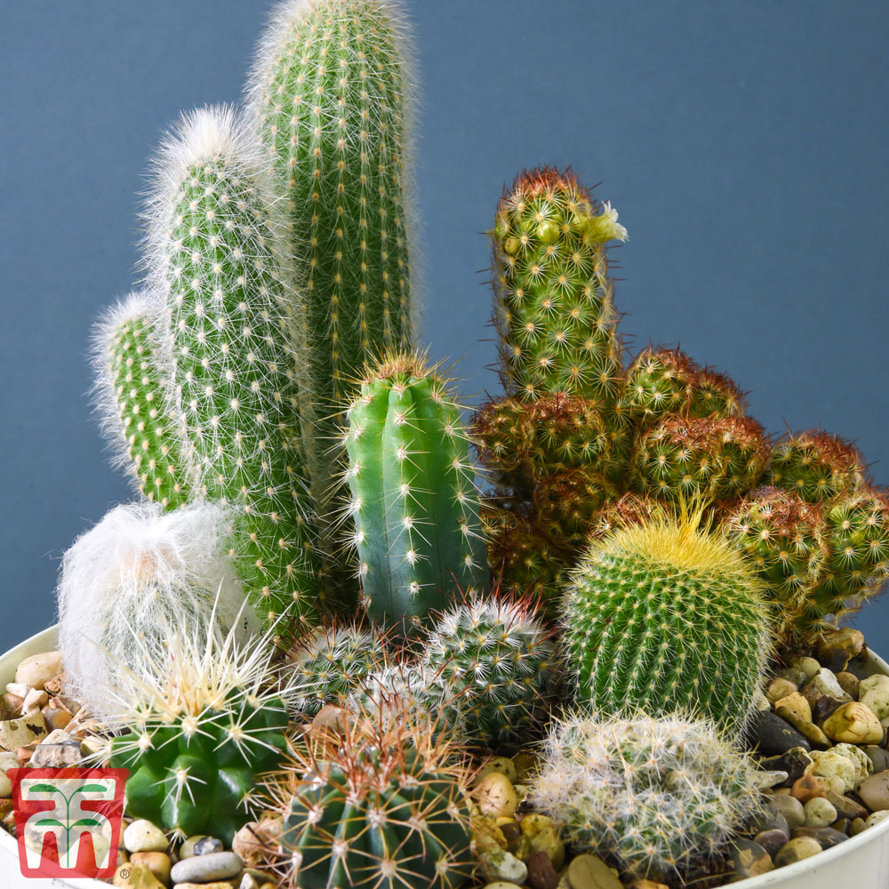 Cactus Mix (House Plant Seeds) Price Comparisons | Compare The Build