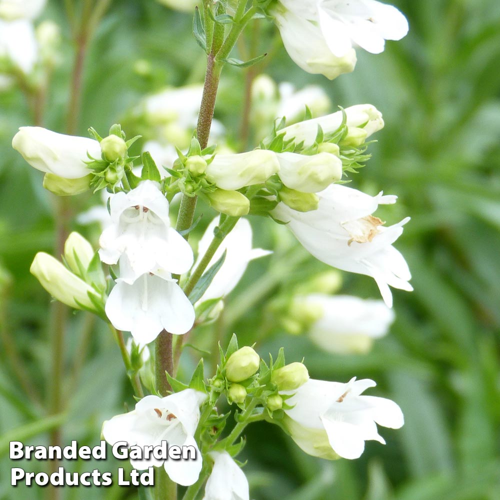 Penstemon 'Pensham Arctic Fox' Price Comparisons | Compare The Build