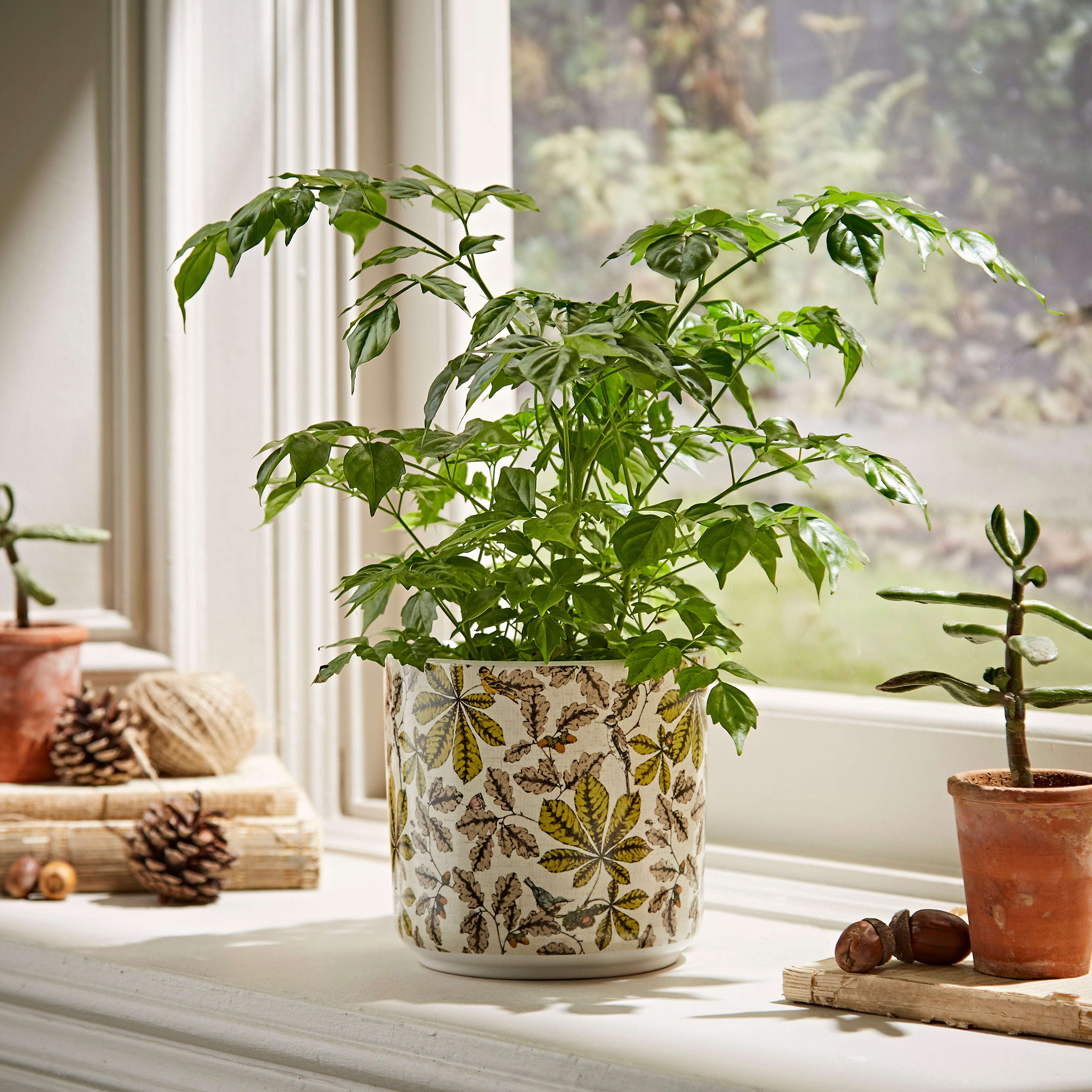 Woodland Plant Pot Large MultiColoured Price Comparisons | Compare The Build