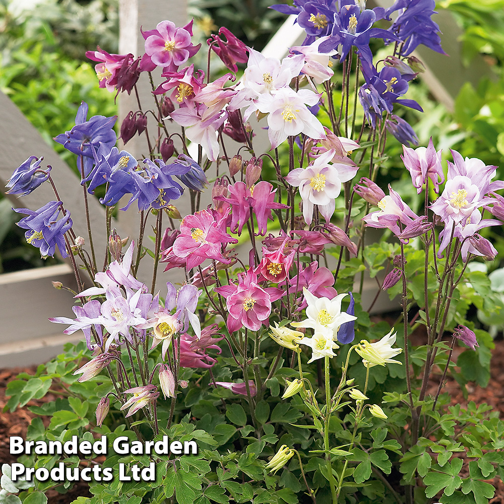 Aquilegia caerulea 'Biedermeier' Price Comparisons | Compare The Build