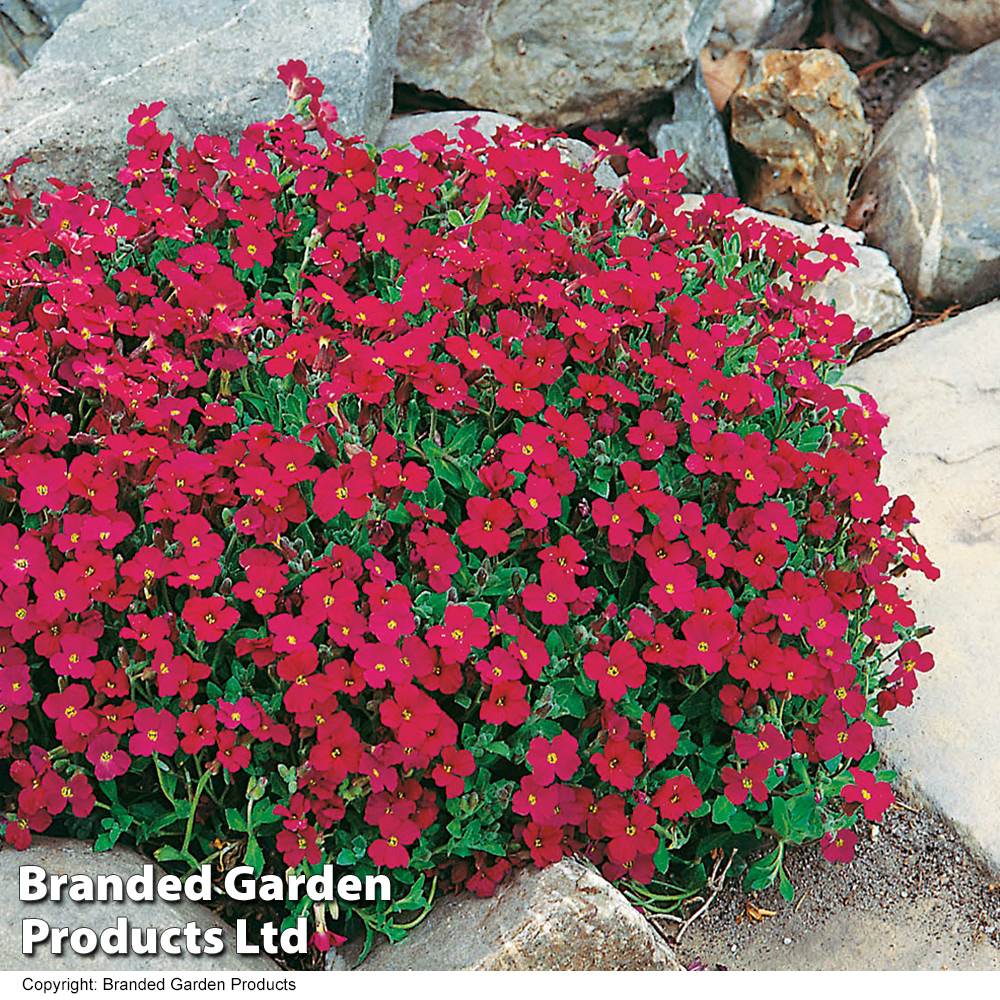 Aubretia cultorum 'Cascade Red' Price Comparisons | Compare The Build