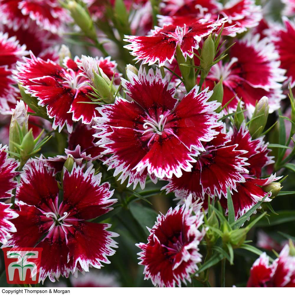 Dianthus Summer Diamond 'Ruby Picotee' Price Comparisons | Compare The Build