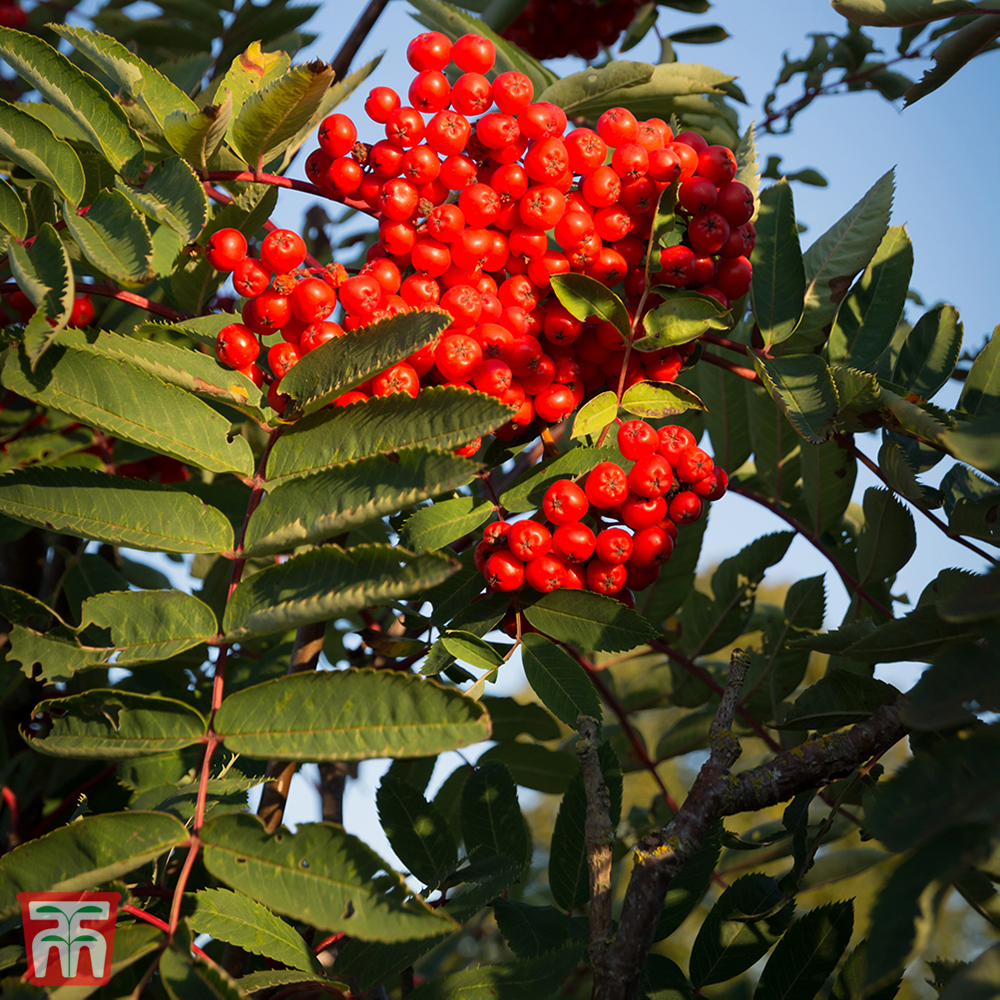 Sorbus aucuparia 'Ember Glow' Price Comparisons | Compare The Build