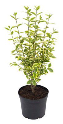 2L Golden Privet Price Comparisons | Compare The Build