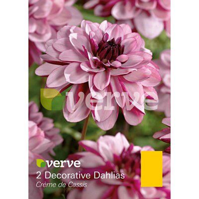 Verve Creme De Cassis Flower Bulb Price Comparisons | Compare The Build