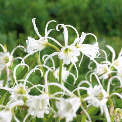 Verve Flower Bulb Price Comparisons | Compare The Build