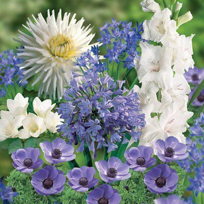 Verve Summer Blues Flower Bulb Price Comparisons | Compare The Build