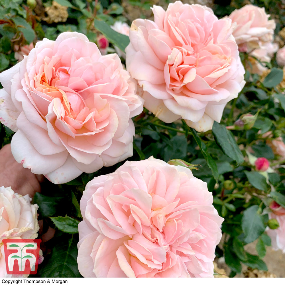 Rose 'Joie de Vivre' (Floribunda Rose) Price Comparisons | Compare The Build