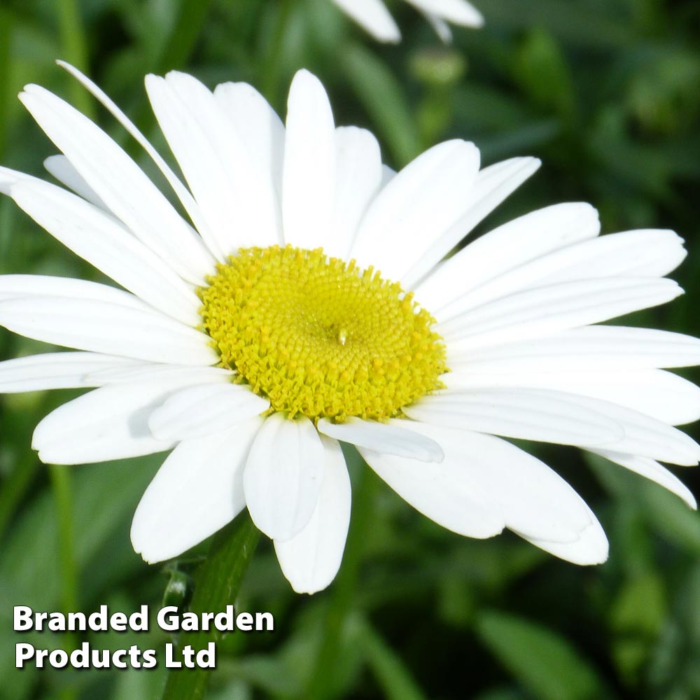 Shasta Daisy 'Becky' | Compare The Build