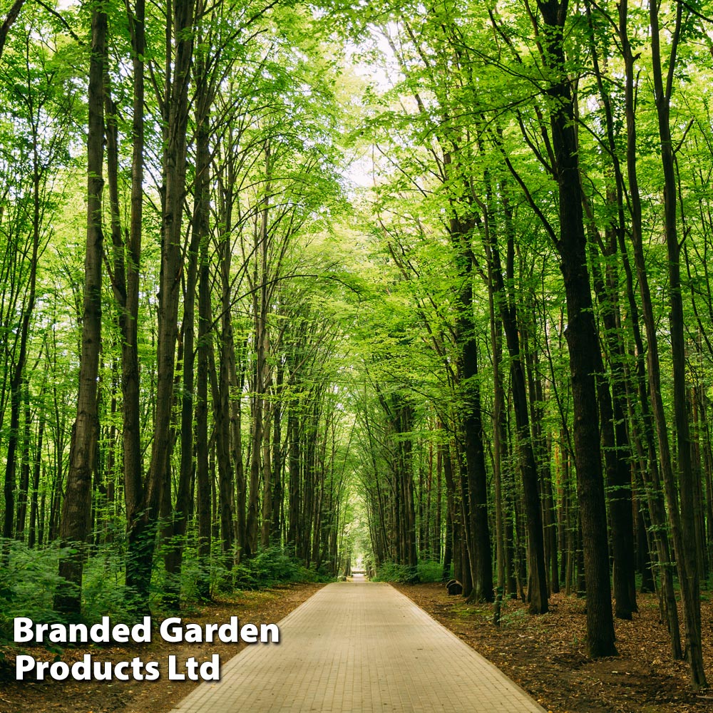 Tilia Cordata Price Comparisons | Compare The Build