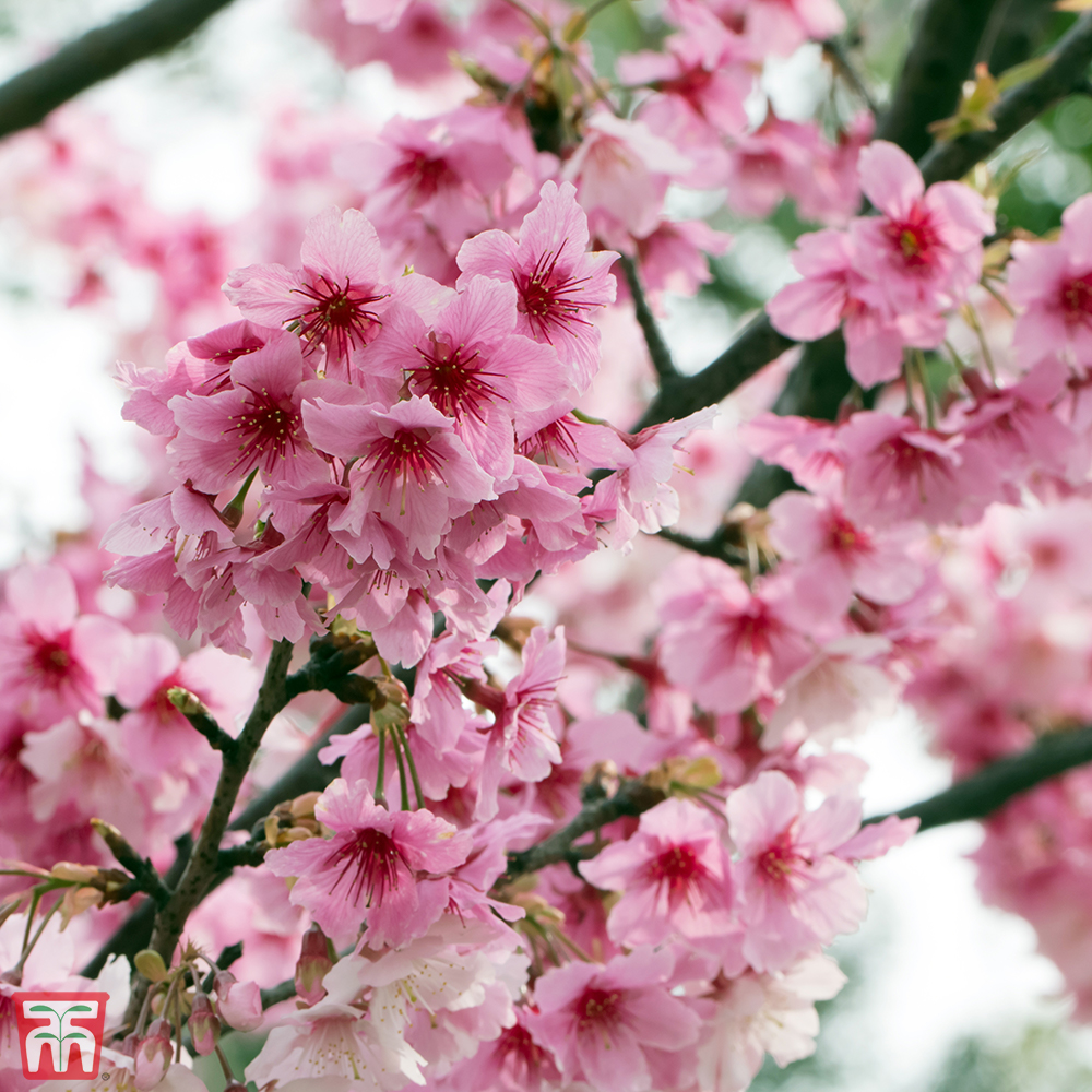 Prunus nipponica var. kurilensis 'Ruby' Price Comparisons | Compare The Build