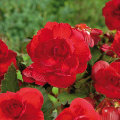 Verve Flower Bulb, Pack Of 16 Price Comparisons | Compare The Build