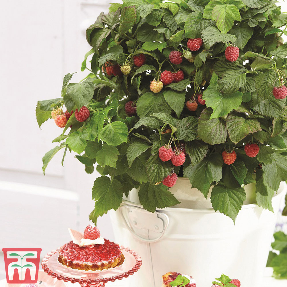 Raspberry 'Yummy' Price Comparisons | Compare The Build