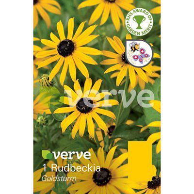 Verve Goldsturm Flower Bulb Price Comparisons | Compare The Build