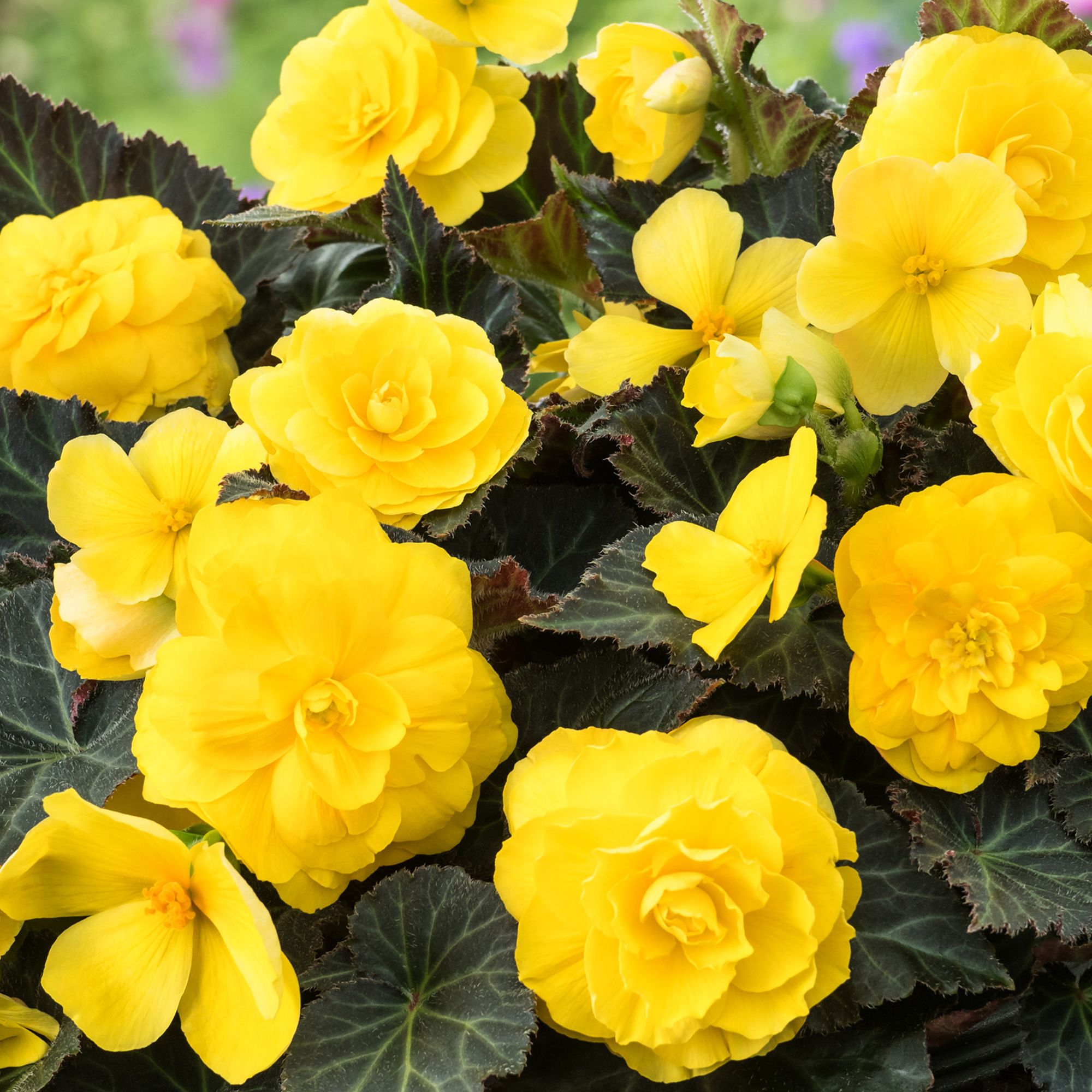 Verve Begonia Mocca Yellow Summer Bedding Plant 17Cm, Pack Of 2 Price Comparisons | Compare The Build
