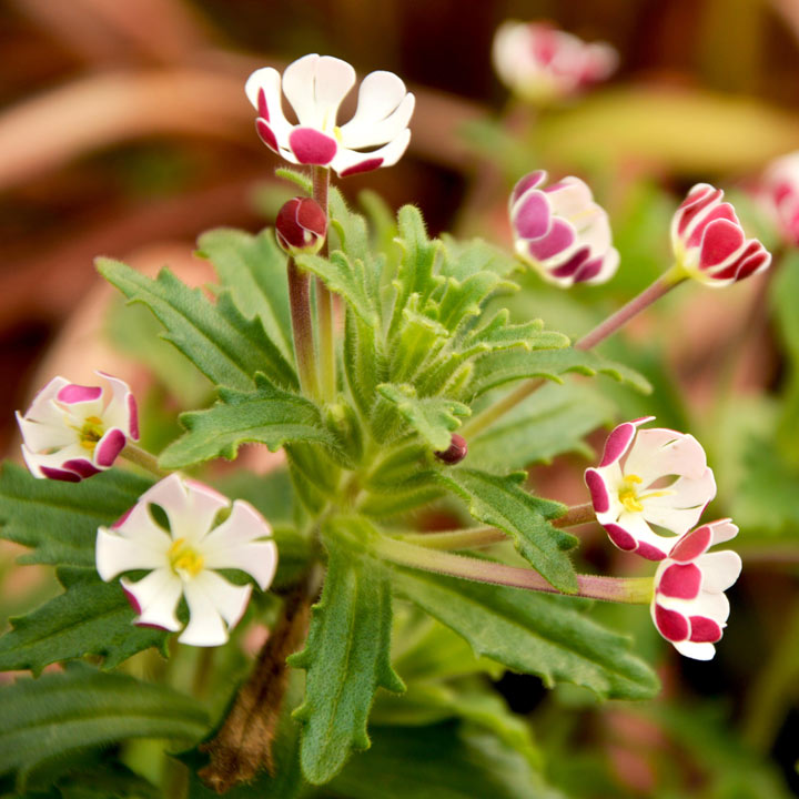 Zaluzianskya ovata 'Star Balsam' Price Comparisons | Compare The Build
