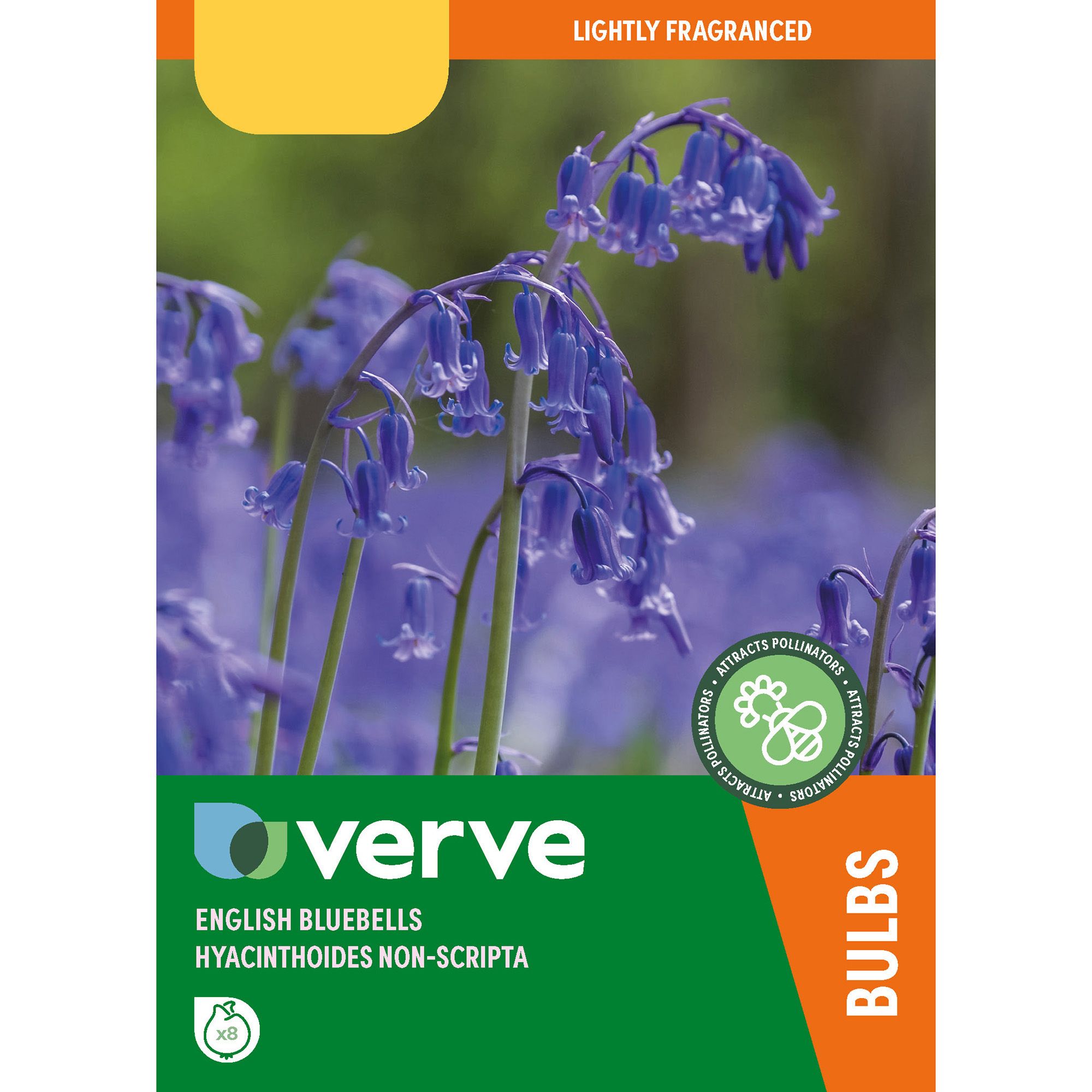 Verve English Bluebells Flower Bulb, Pack Of 8 Price Comparisons | Compare The Build