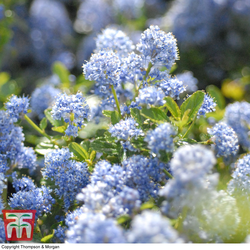 Ceanothus thyrsiflorus var. repens Price Comparisons | Compare The Build