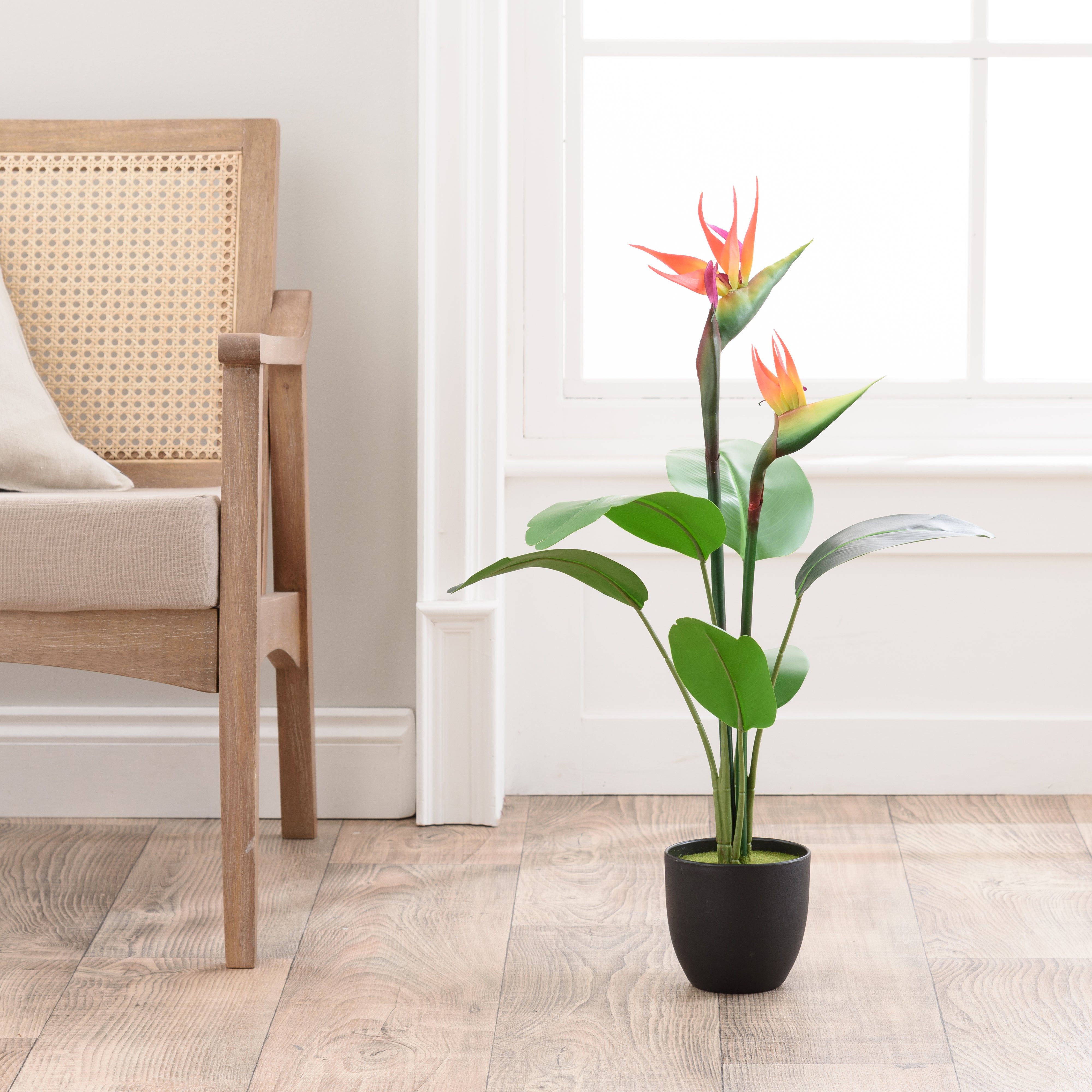 Bird of Paradise Tree in Black Pot 70cm Black Price Comparisons | Compare The Build