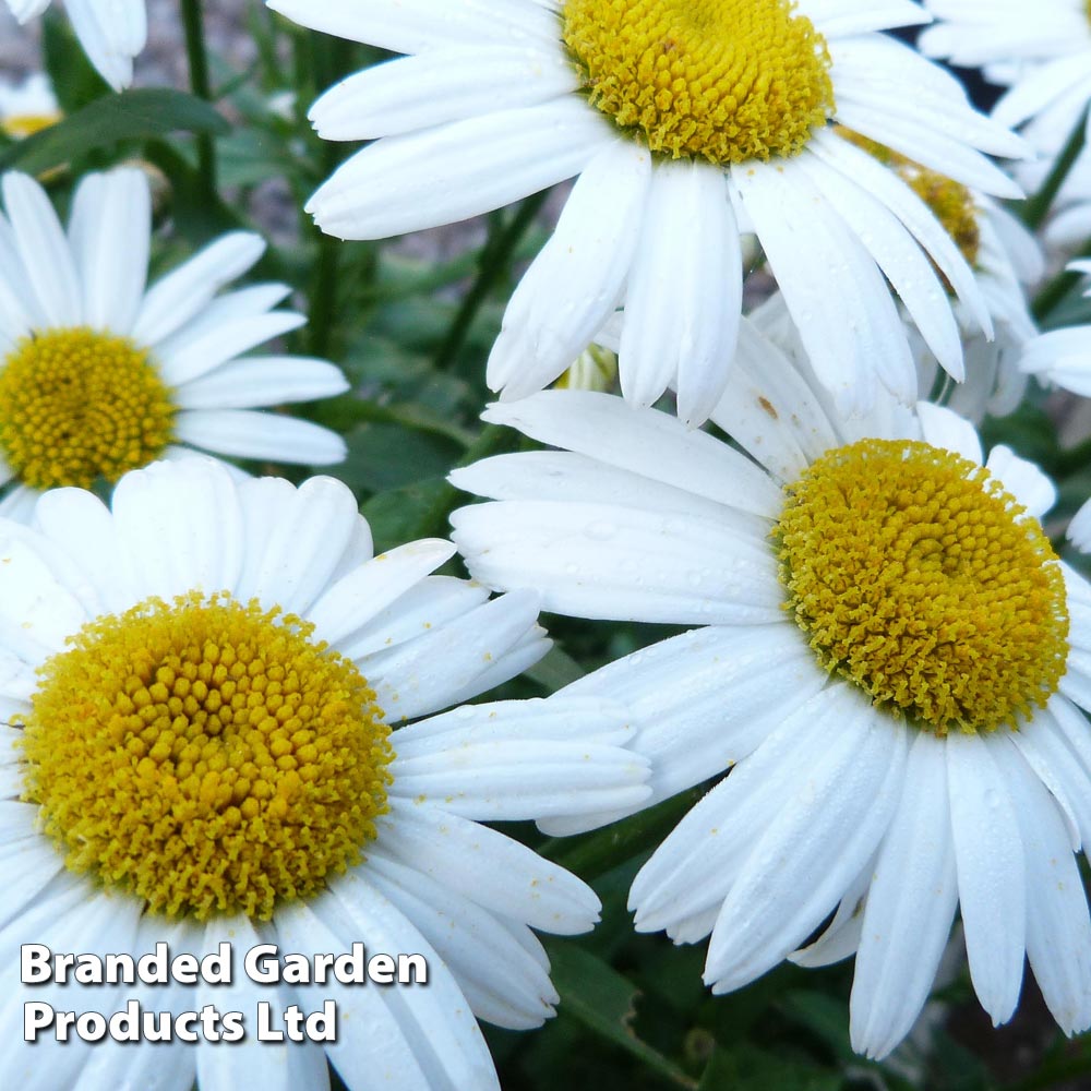 Shasta Daisy 'Snow Lady' Price Comparisons | Compare The Build