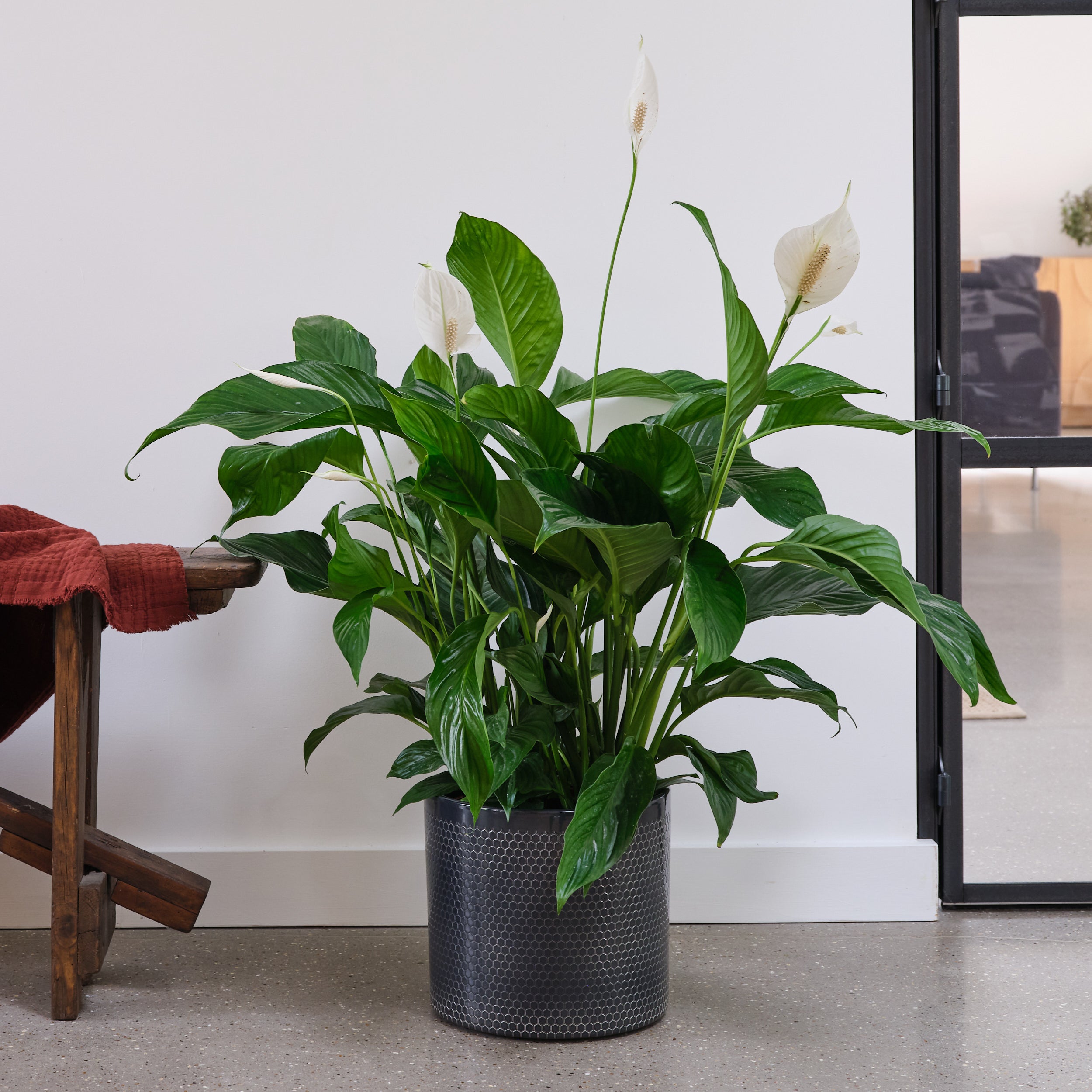 Peace Lily House Plant in Capri Pot Ceramic Black Price Comparisons | Compare The Build