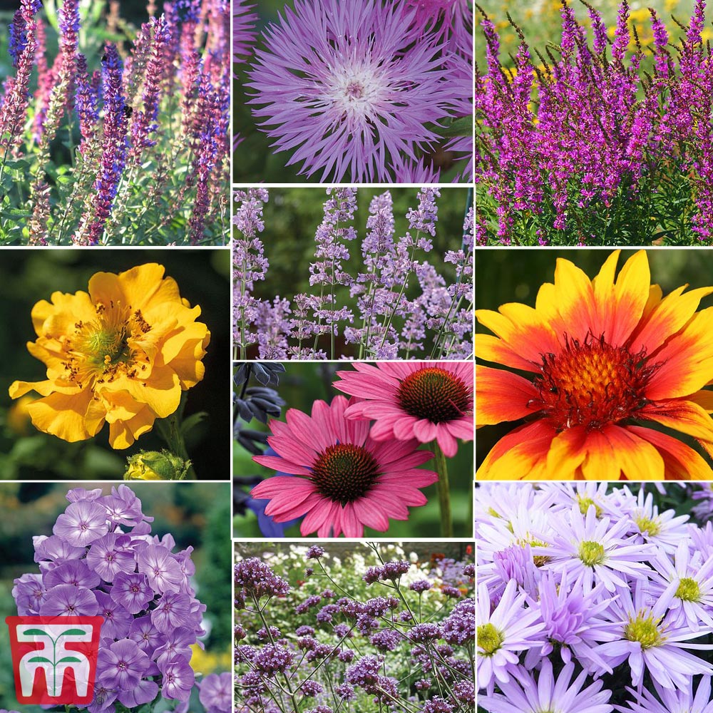 Nurserymans Choice Perennial Cottage Garden Collection Price Comparisons | Compare The Build