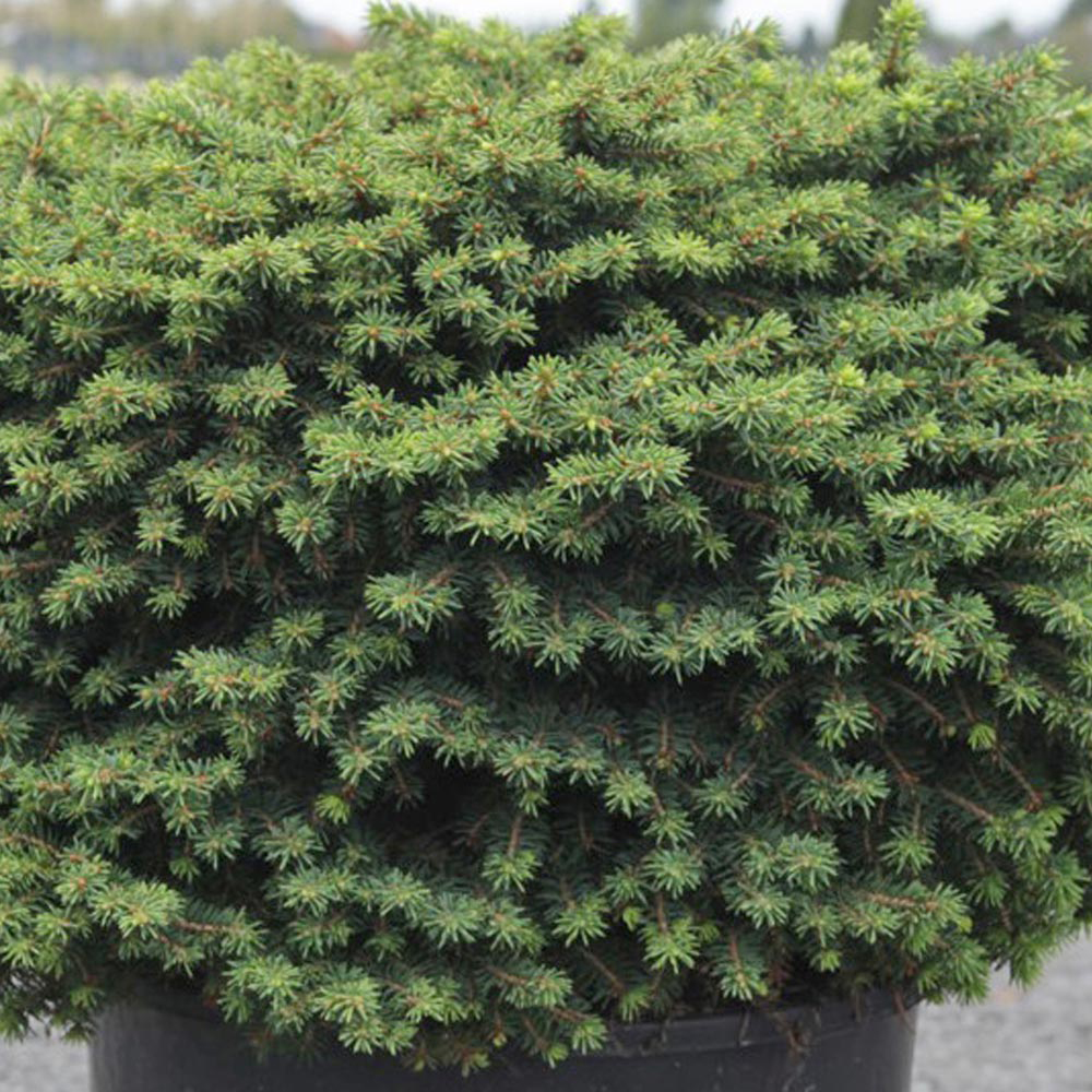 Picea abies 'Little Gem' Price Comparisons | Compare The Build