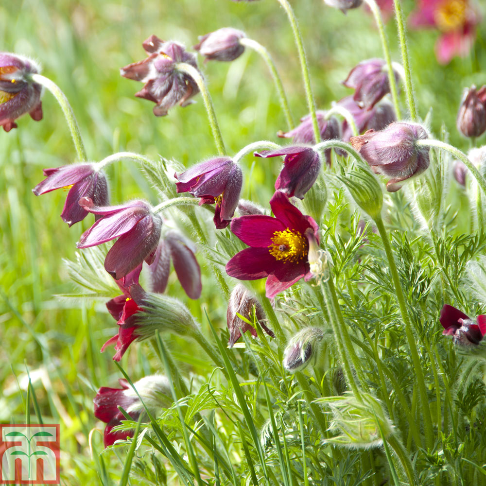 Pulsatilla rubra Price Comparisons | Compare The Build