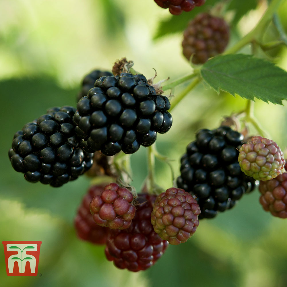 Blackberry 'Thornless Evergreen' Price Comparisons | Compare The Build