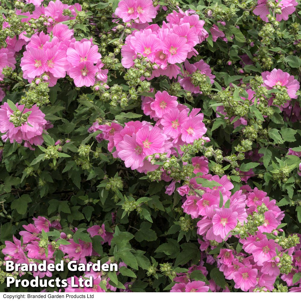 Lavatera Rosea Price Comparisons | Compare The Build