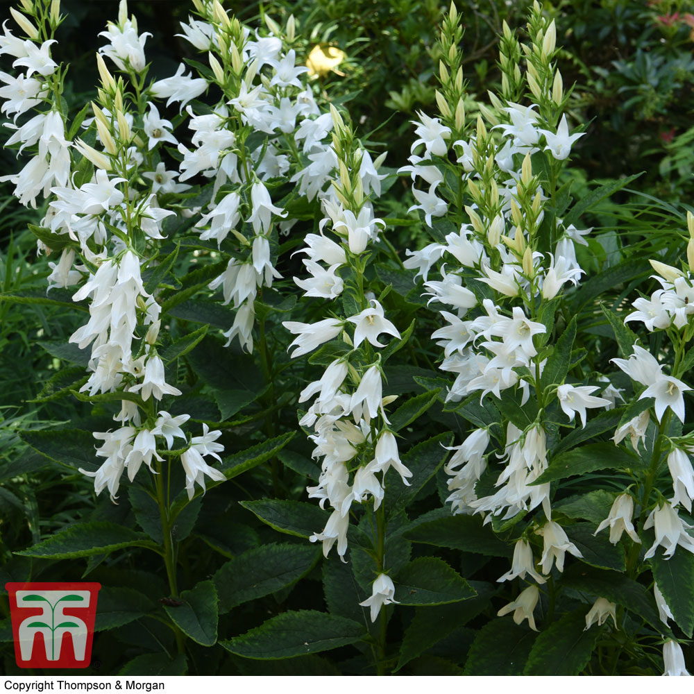 Campanula lactiflora 'Loddon Anna' | Compare The Build