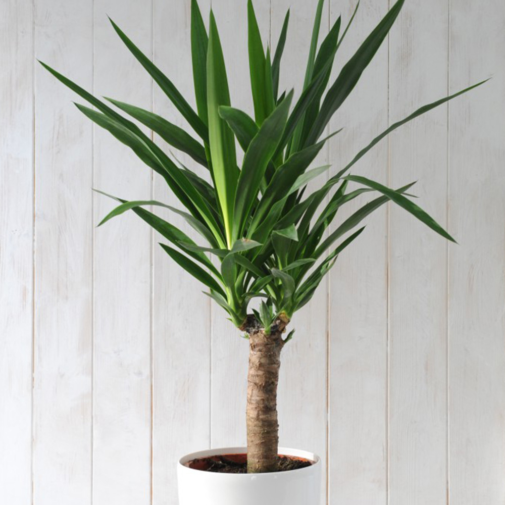 Yucca Elephantipes Price Comparisons | Compare The Build