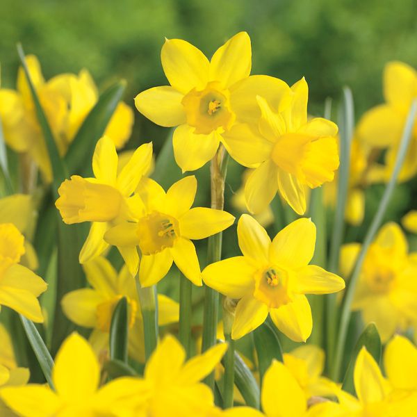 Verve Daffodil Bulbs Price Comparisons | Compare The Build