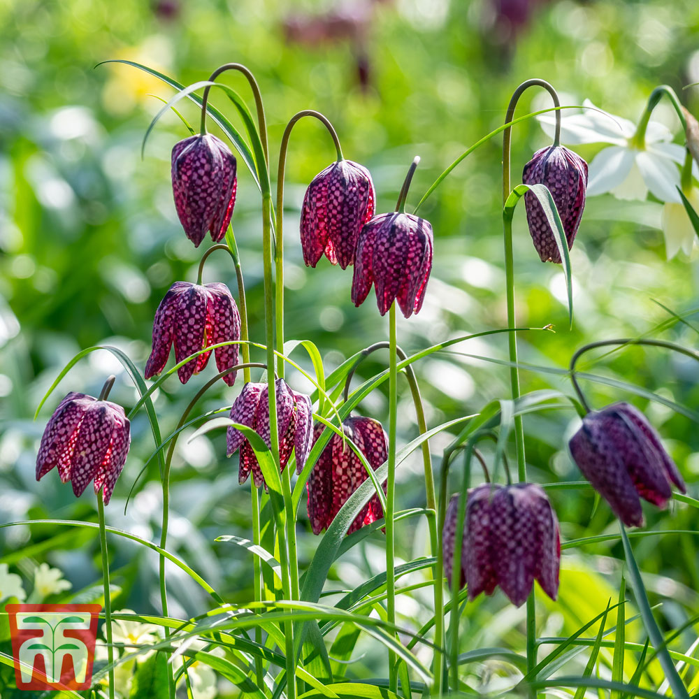 Fritillaria meleagris (Mixed) Price Comparisons | Compare The Build