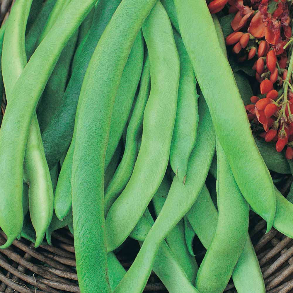 Runner Bean 'Prizewinner' - Seeds Price Comparisons | Compare The Build