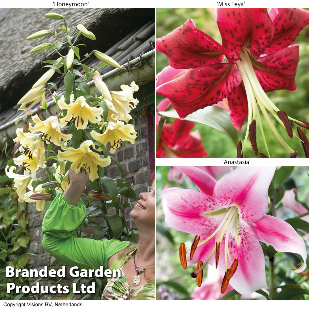 Soaring Tree Lily Collection Price Comparisons | Compare The Build