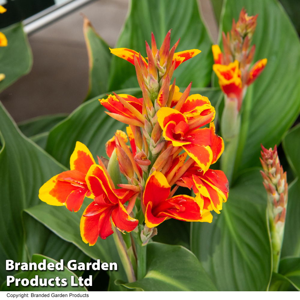 Canna 'Cannova Red Golden Flame' | Compare The Build