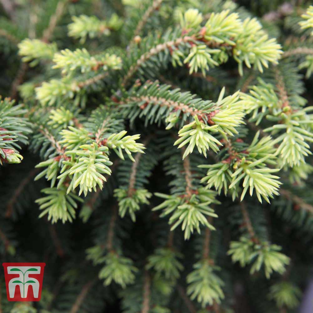 Picea abies 'Nidiformis' Price Comparisons | Compare The Build