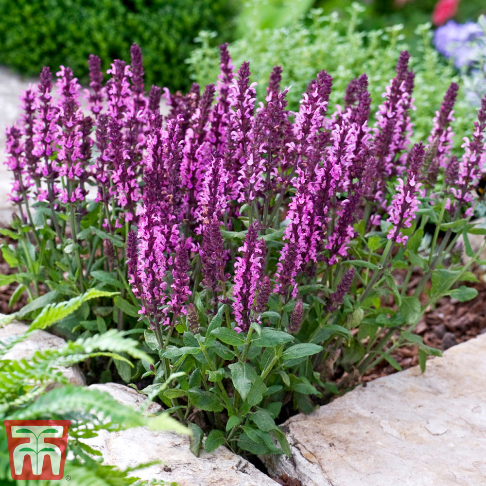 Salvia nemorosa 'New Dimensions Mix' Price Comparisons | Compare The Build