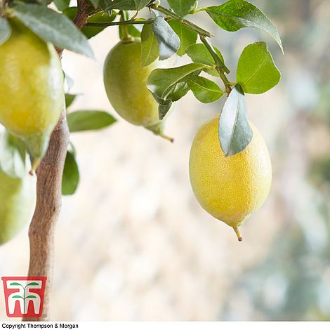 Lemon Citrus Tree (House plant) Price Comparisons | Compare The Build