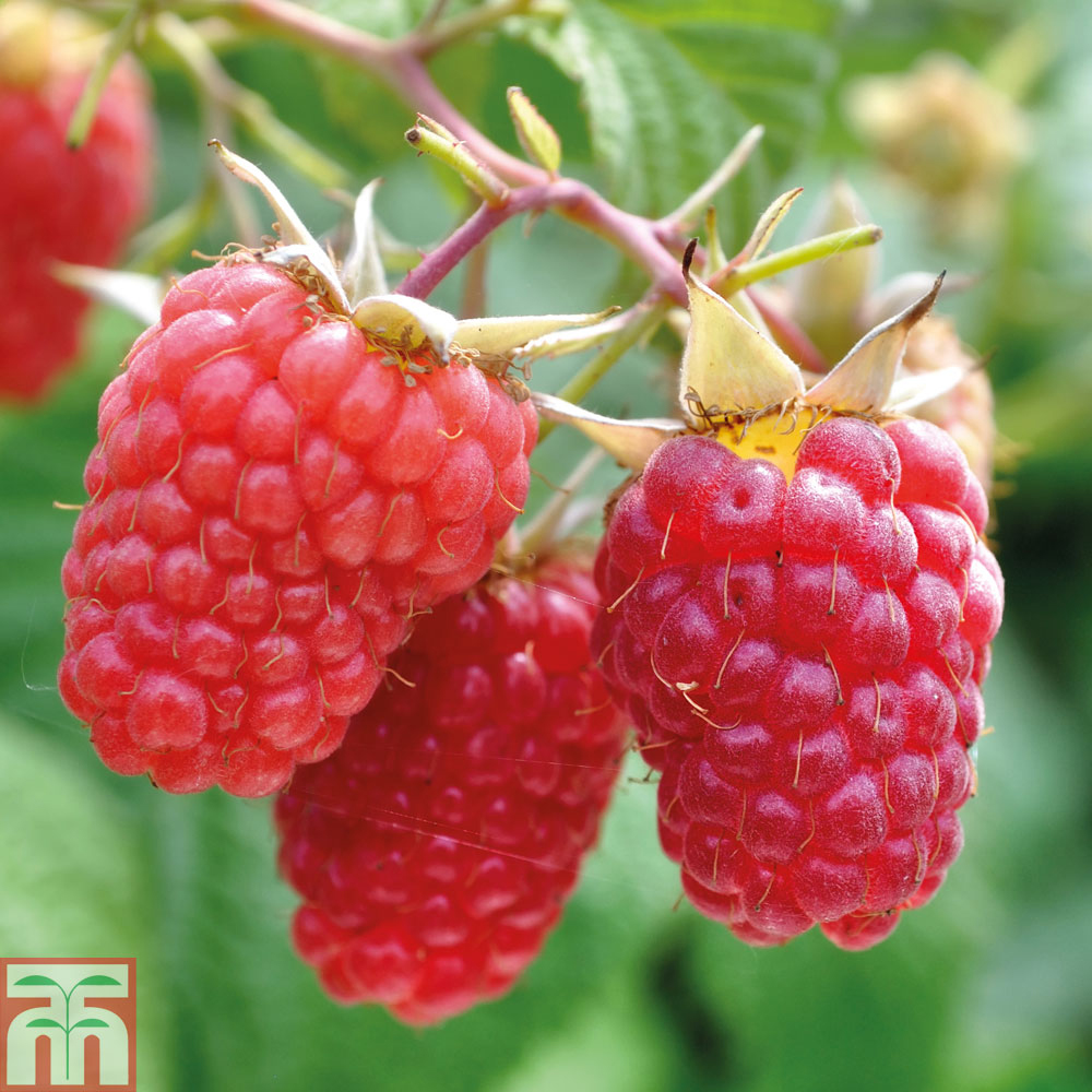 Raspberry 'Glen Prosen' (Summer fruiting) Price Comparisons | Compare The Build