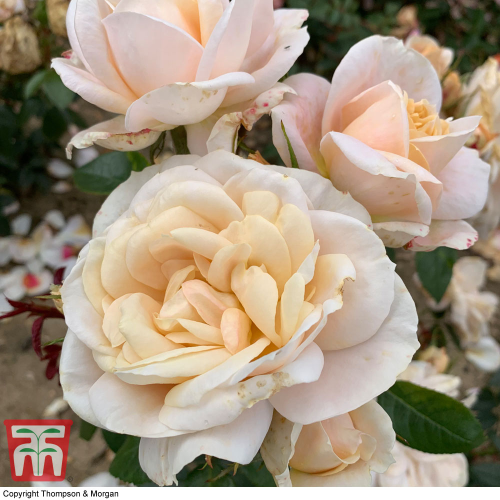 Rose 'Champagne Moment' (Floribunda Rose) Price Comparisons | Compare The Build