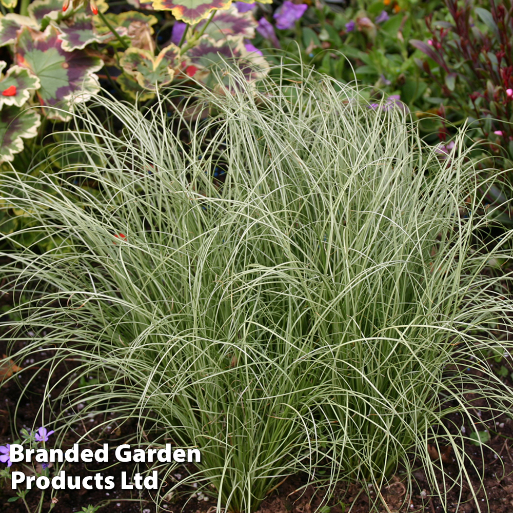 Carex comans 'Frosted Curls' Price Comparisons | Compare The Build