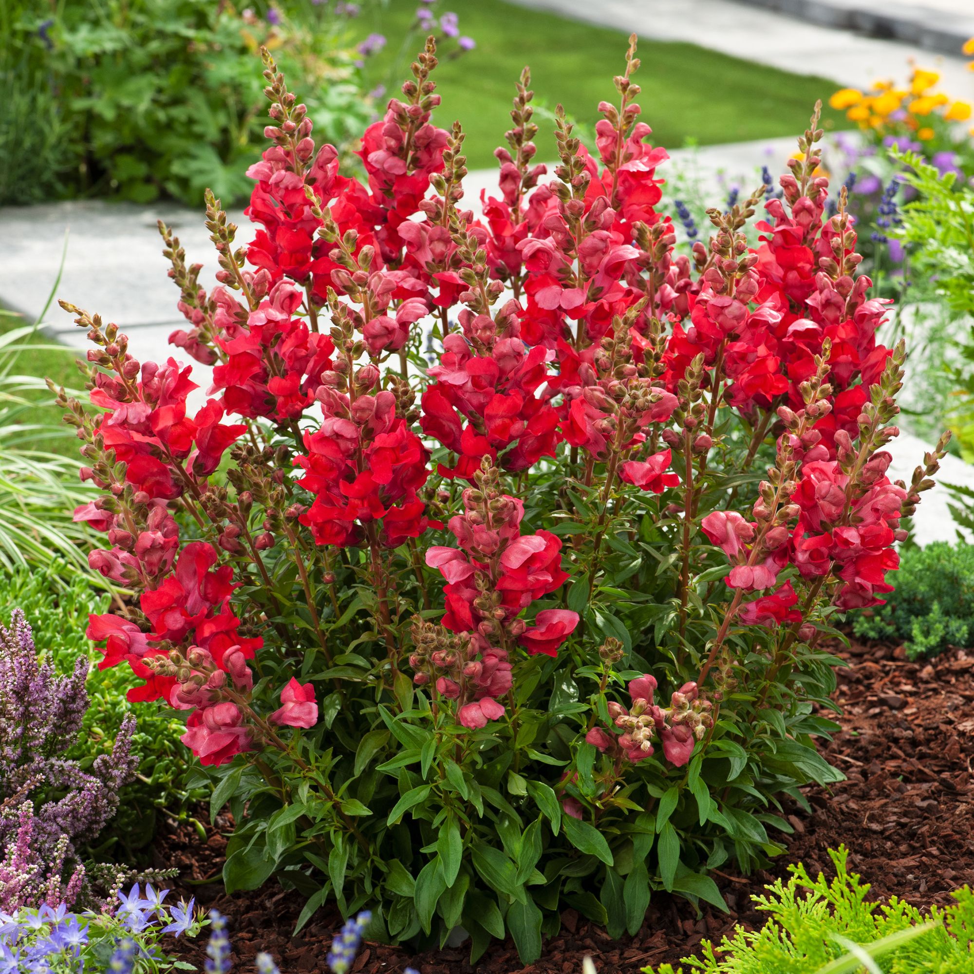 Verve Snapdragon Red Summer Bedding Plant 10.5Cm, Pack Of 6 Price Comparisons | Compare The Build