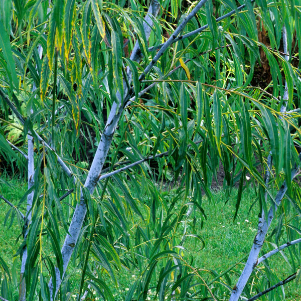 Salix acutifolia 'Blue Streak' Price Comparisons | Compare The Build