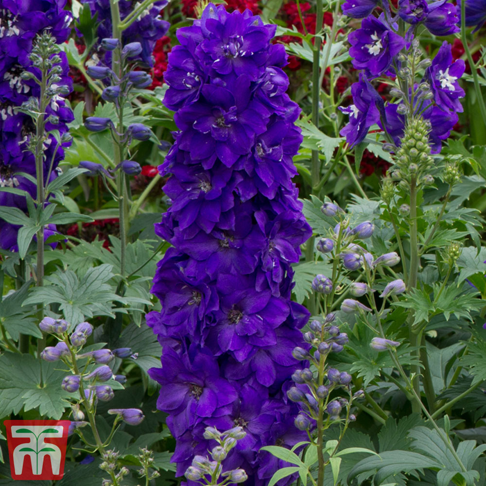 Delphinium Magic Fountains 'Dark Blue Dark Bee' Price Comparisons | Compare The Build